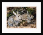 Two Rabbits by John Sherrin