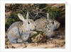 Two Rabbits by John Sherrin