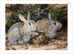 Two Rabbits by John Sherrin
