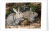Two Rabbits by John Sherrin