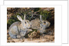 Two Rabbits by John Sherrin