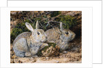 Two Rabbits by John Sherrin