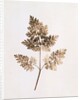 Fronds of Leaves by William Henry Fox Talbot