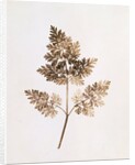 Fronds of Leaves by William Henry Fox Talbot
