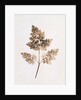 Fronds of Leaves by William Henry Fox Talbot
