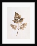 Fronds of Leaves by William Henry Fox Talbot