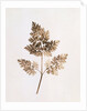Fronds of Leaves by William Henry Fox Talbot