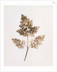 Fronds of Leaves by William Henry Fox Talbot