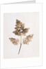 Fronds of Leaves by William Henry Fox Talbot