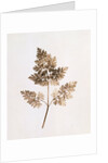Fronds of Leaves by William Henry Fox Talbot