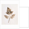 Fronds of Leaves by William Henry Fox Talbot