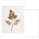 Fronds of Leaves by William Henry Fox Talbot