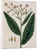 Tobacco Plant by Elizabeth Blackwell