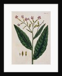 Tobacco Plant by Elizabeth Blackwell