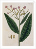 Tobacco Plant by Elizabeth Blackwell