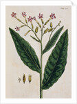 Tobacco Plant by Elizabeth Blackwell