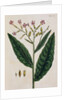 Tobacco Plant by Elizabeth Blackwell
