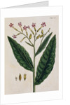 Tobacco Plant by Elizabeth Blackwell