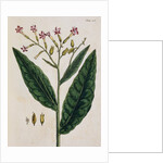 Tobacco Plant by Elizabeth Blackwell
