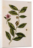 Green Tea by Elizabeth Blackwell