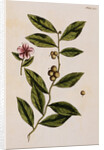 Green Tea by Elizabeth Blackwell