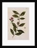 Green Tea by Elizabeth Blackwell