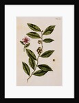 Green Tea by Elizabeth Blackwell