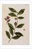 Green Tea by Elizabeth Blackwell