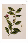 Green Tea by Elizabeth Blackwell