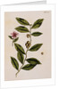 Green Tea by Elizabeth Blackwell