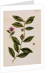 Green Tea by Elizabeth Blackwell