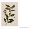 Green Tea by Elizabeth Blackwell
