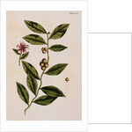 Green Tea by Elizabeth Blackwell