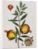 Pomegranate by Elizabeth Blackwell