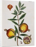 Pomegranate by Elizabeth Blackwell