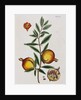 Pomegranate by Elizabeth Blackwell