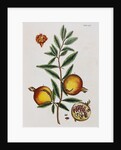 Pomegranate by Elizabeth Blackwell