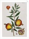 Pomegranate by Elizabeth Blackwell