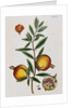 Pomegranate by Elizabeth Blackwell