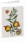 Pomegranate by Elizabeth Blackwell