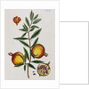 Pomegranate by Elizabeth Blackwell