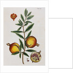 Pomegranate by Elizabeth Blackwell