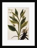 Comfrey by Elizabeth Blackwell