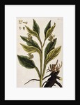 Comfrey by Elizabeth Blackwell