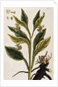 Comfrey by Elizabeth Blackwell