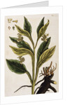 Comfrey by Elizabeth Blackwell