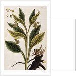 Comfrey by Elizabeth Blackwell