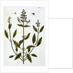 Sage by Elizabeth Blackwell