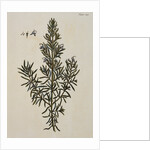 Rosemary by Elizabeth Blackwell