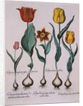 Tulipa Engraving by Basil Besler